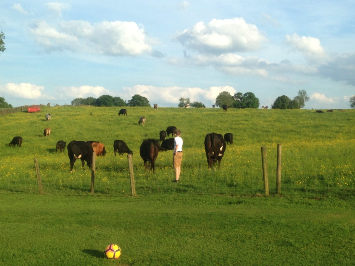 Standing in a field of cows